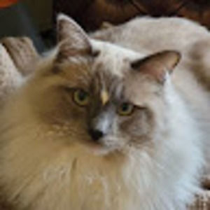 Meet your Posher, Cindy